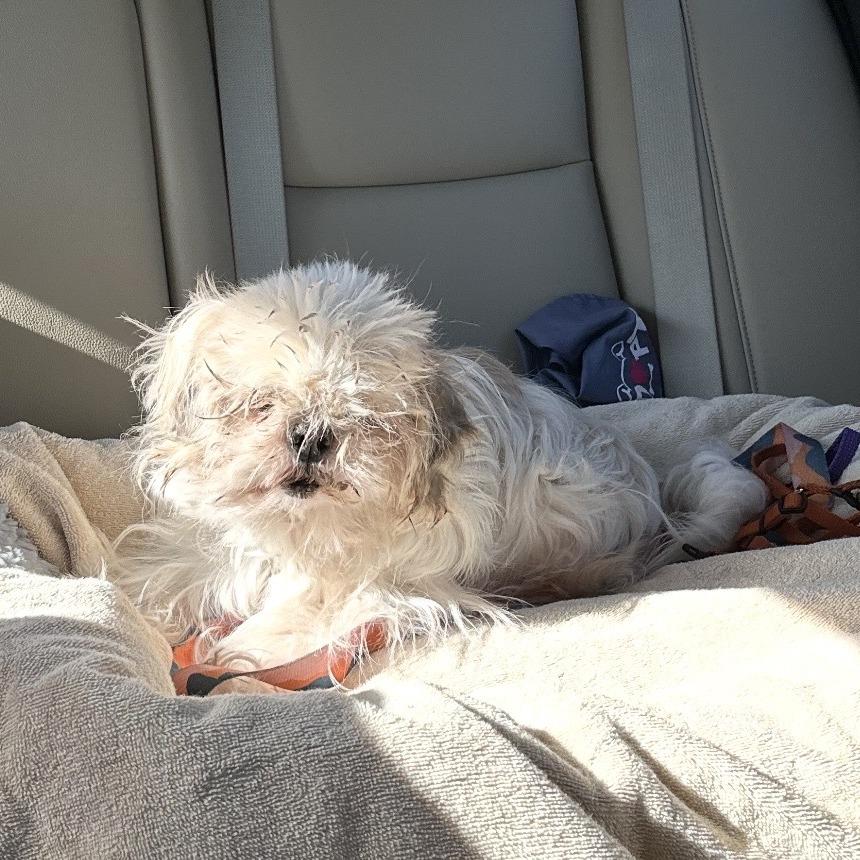 Addy, Adoptable, Senior Female Shih Tzu.