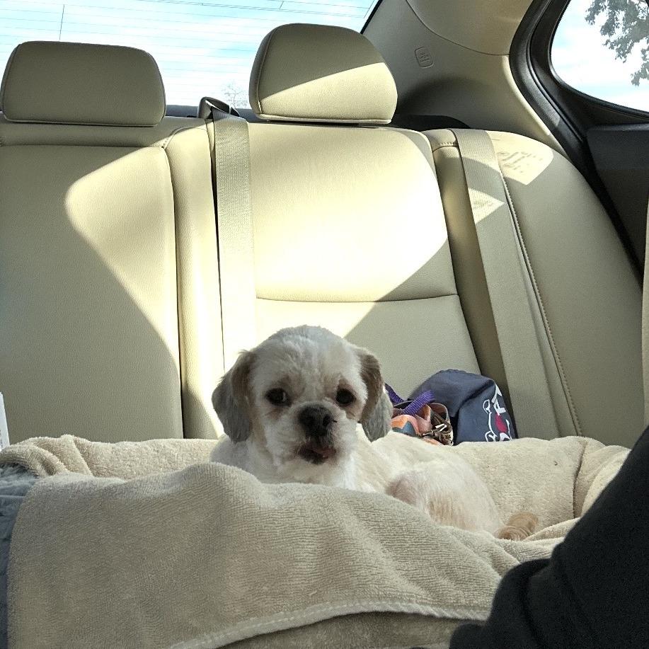 Addy, a Adoptable Shih Tzu in Sonoma, CA image 2/4