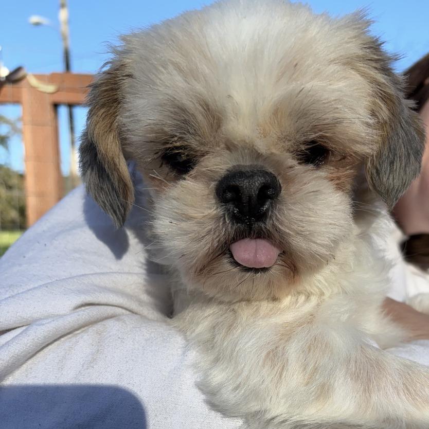 Enlarge Addy, a Adoptable Shih Tzu in Sonoma, CA image 2/5