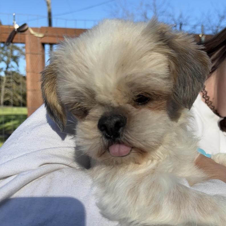 Enlarge Addy, a Adoptable Shih Tzu in Sonoma, CA image 3/5