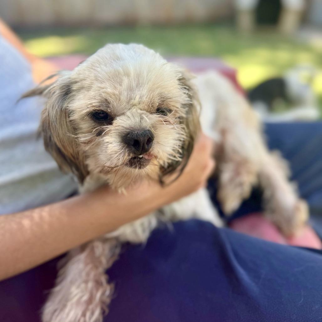 Addy, a Adoptable Shih Tzu in Sonoma, CA image 4/4