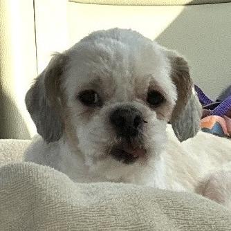 Enlarge Addy, a Adoptable Shih Tzu in Sonoma, CA image 5/5