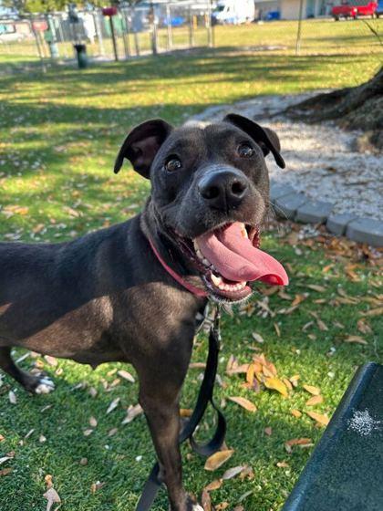 Shimo - 3, Adoptable, Adult Female Mixed Breed & Mixed Breed.