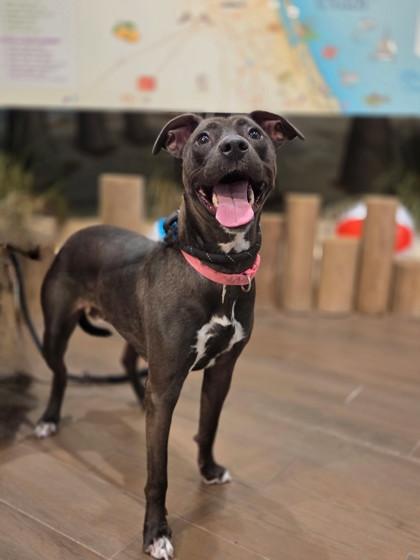 Shimo - 3, a Adoptable Mixed Breed in Daytona Beach, FL image 2/3