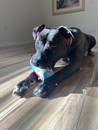 Shimo - 3, a Adoptable Mixed Breed in Daytona Beach, FL image 3/3