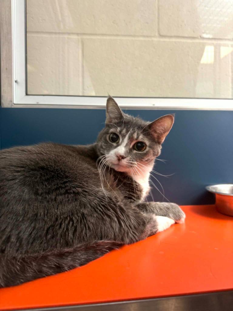 Izzy, Adoptable, Senior Female Domestic Short Hair.