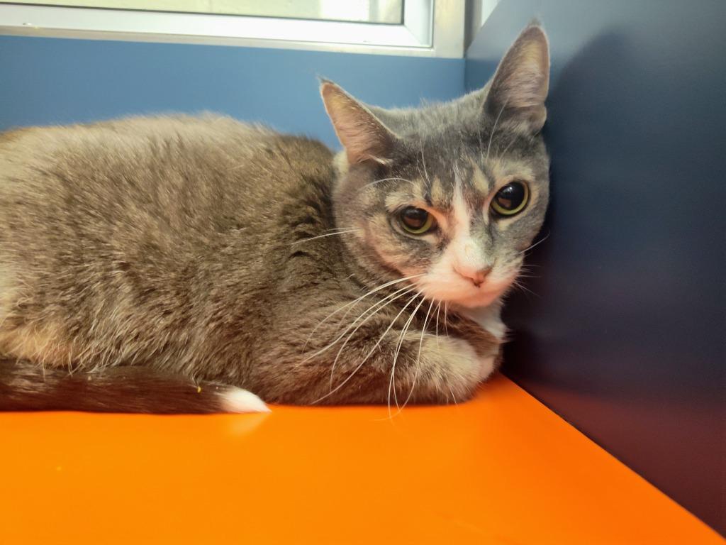 Enlarge Izzy, a Adoptable mixed breed in Grand Forks, ND image 1/2