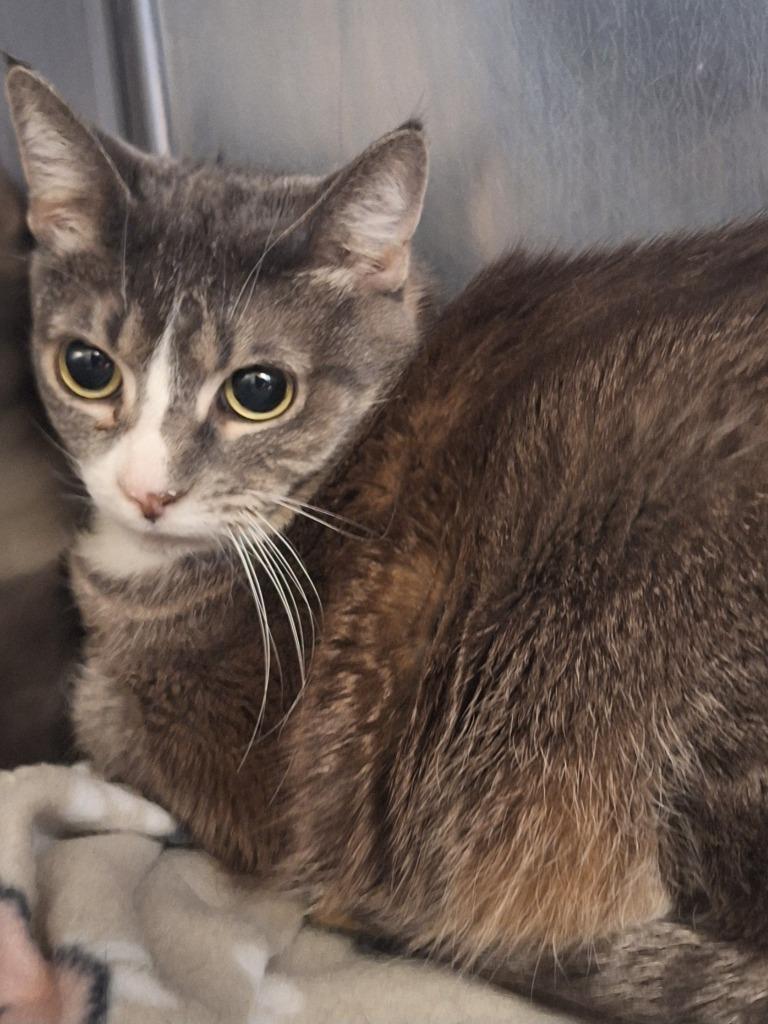 Enlarge Izzy, a Adoptable mixed breed in Grand Forks, ND image 2/2