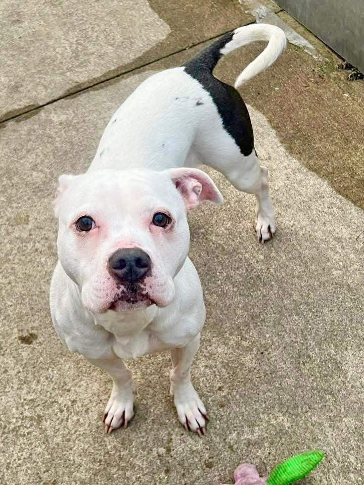 Enlarge Cortina, a ADOPTABLE Pit Bull Terrier in Chicago, IL image 2/5