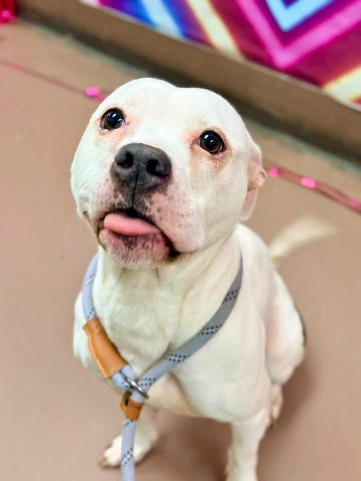 Enlarge Cortina, a ADOPTABLE Pit Bull Terrier in Chicago, IL image 1/5