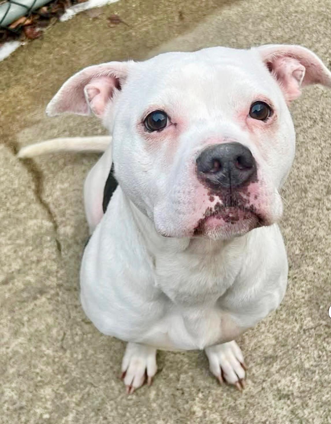 Enlarge Cortina, a ADOPTABLE Pit Bull Terrier in Chicago, IL image 3/5