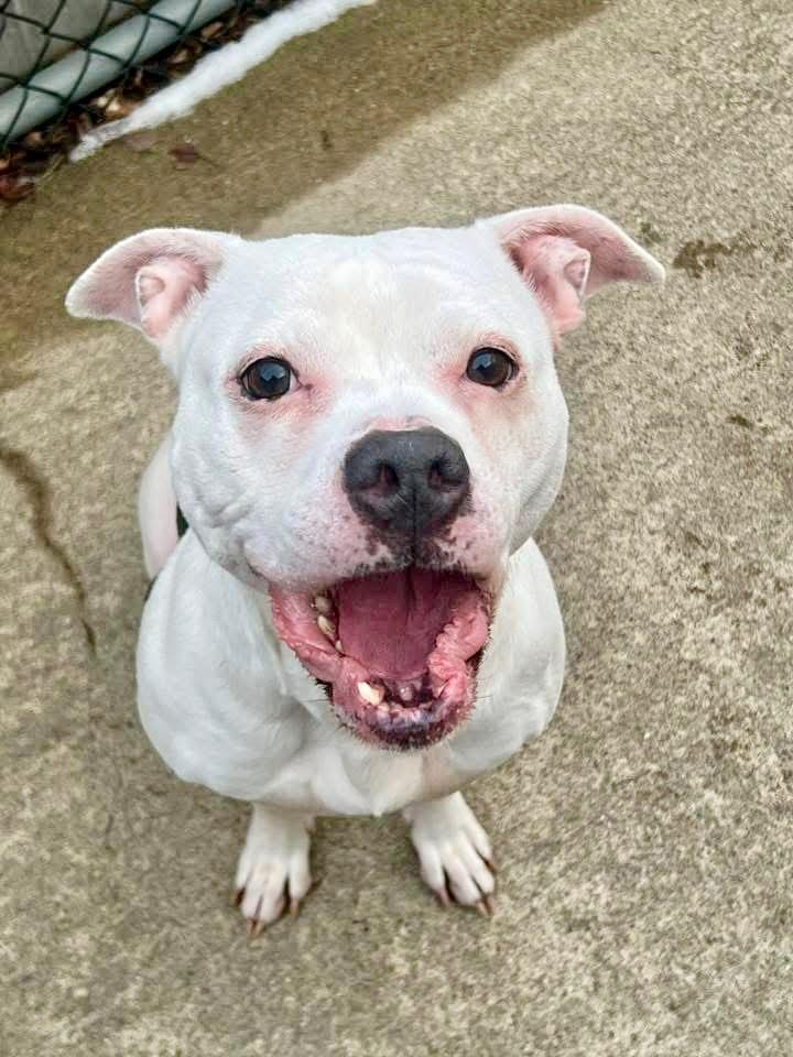 Enlarge Cortina, a ADOPTABLE Pit Bull Terrier in Chicago, IL image 4/5