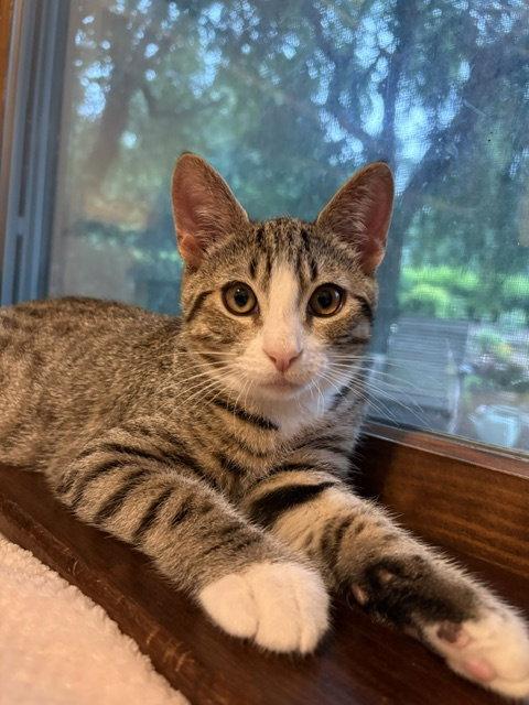Enlarge Teddy, a Adoptable Domestic Short Hair in Lancaster, PA image 1/2