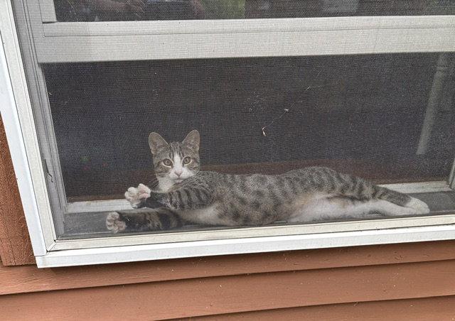 Enlarge Teddy, a Adoptable Domestic Short Hair in Lancaster, PA image 2/2