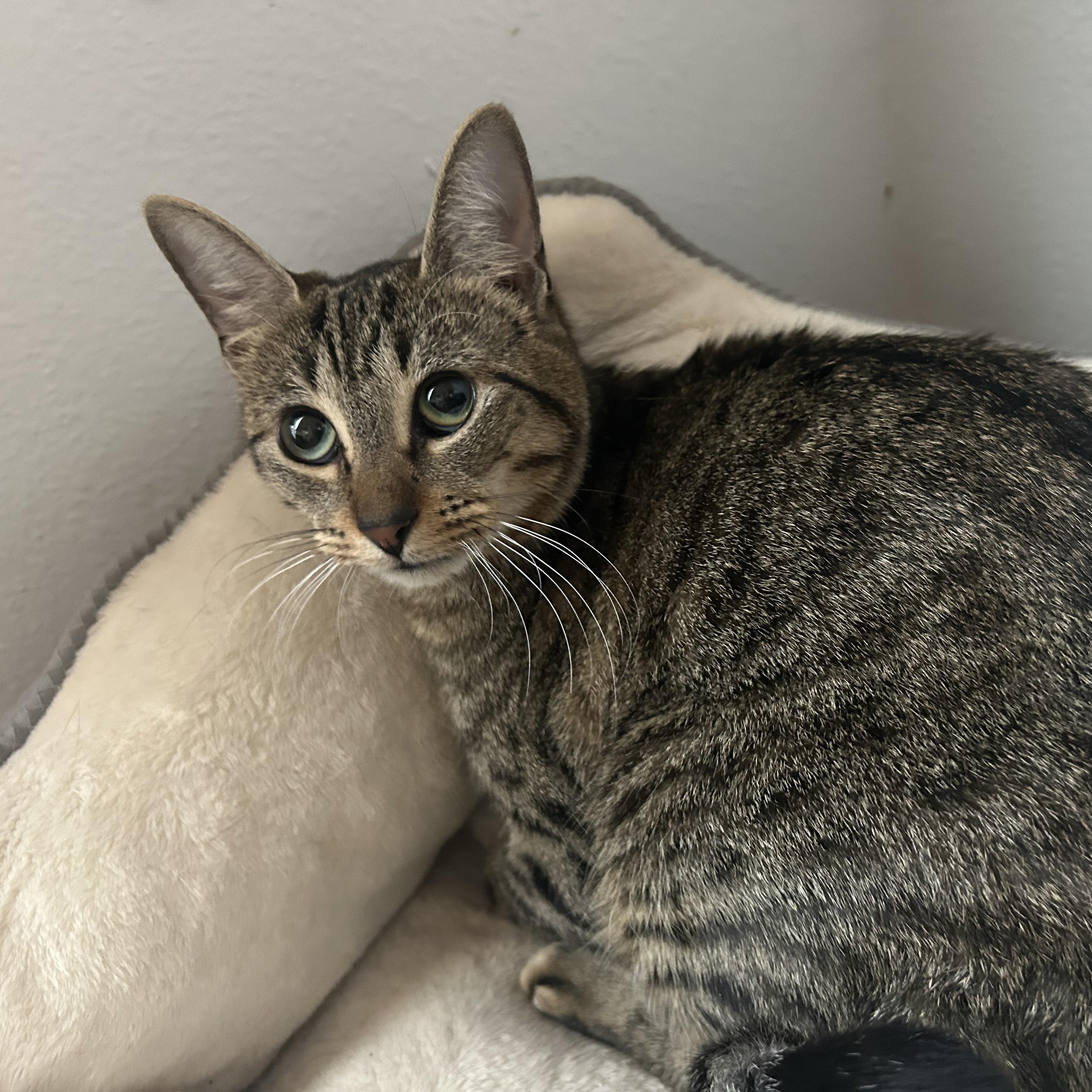 Enlarge Maira, a Adoptable mixed breed in Brattleboro, VT image 6/6