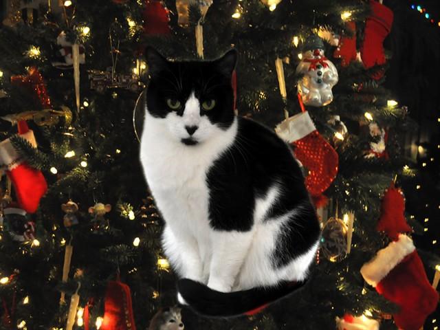 Enlarge ATHENA, a Adoptable Domestic Short Hair in Naples, FL image 1/1