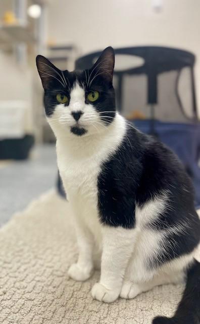 Enlarge ATHENA, a Adoptable Domestic Short Hair in Naples, FL image 1/1