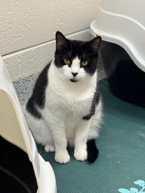 Enlarge ATHENA, a Adoptable Domestic Short Hair in Naples, FL image 1/1