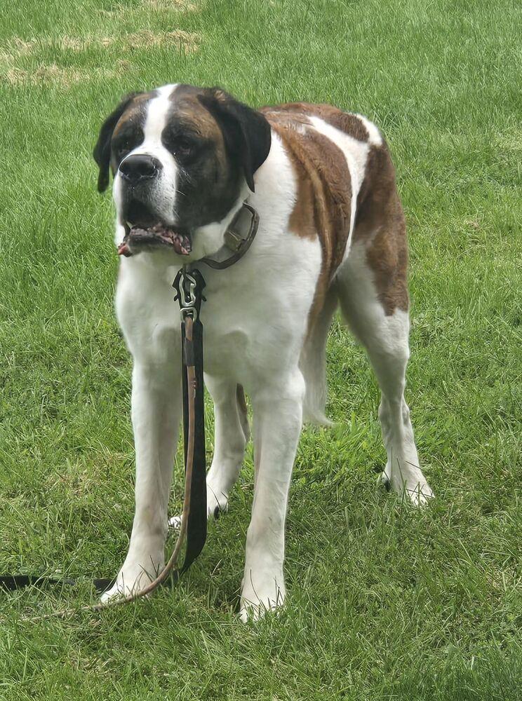 Enlarge Cooper, a Adoptable Saint Bernard in Oswego, IL image 1/6