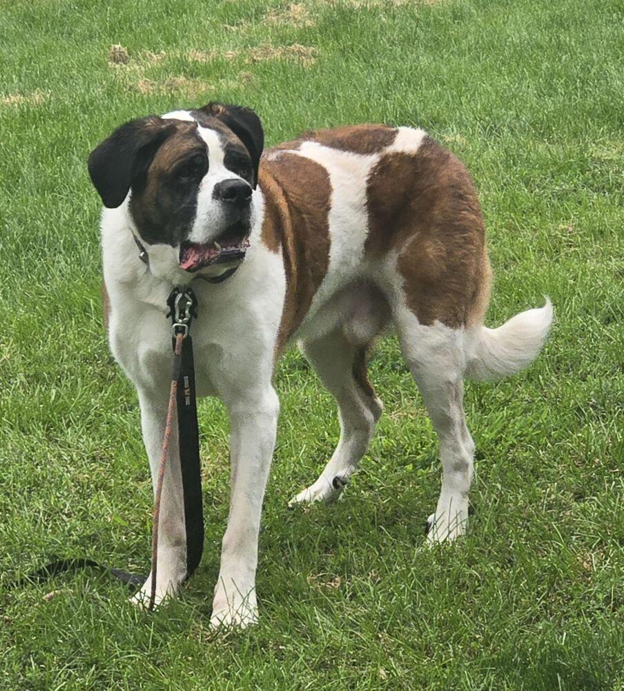 Enlarge Cooper, a Adoptable Saint Bernard in Oswego, IL image 2/6
