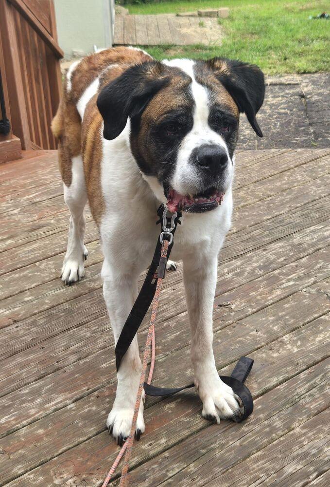 Enlarge Cooper, a Adoptable Saint Bernard in Oswego, IL image 3/6