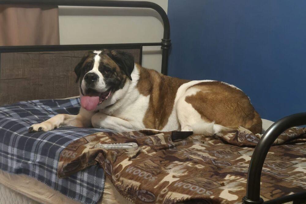 Enlarge Cooper, a Adoptable Saint Bernard in Oswego, IL image 4/6
