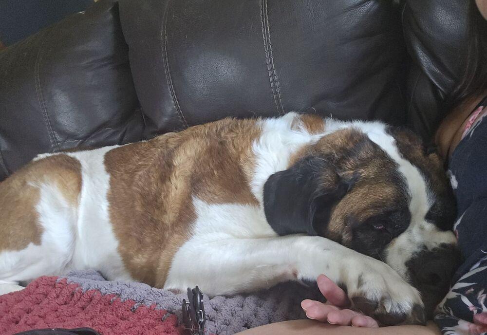Enlarge Cooper, a Adoptable Saint Bernard in Oswego, IL image 5/6