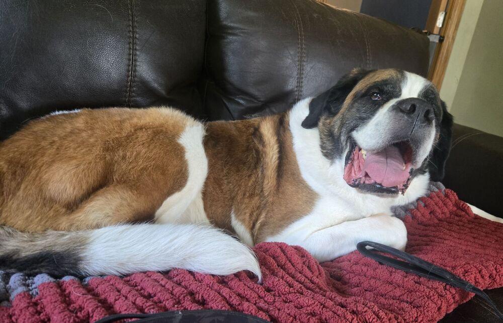 Enlarge Cooper, a Adoptable Saint Bernard in Oswego, IL image 6/6