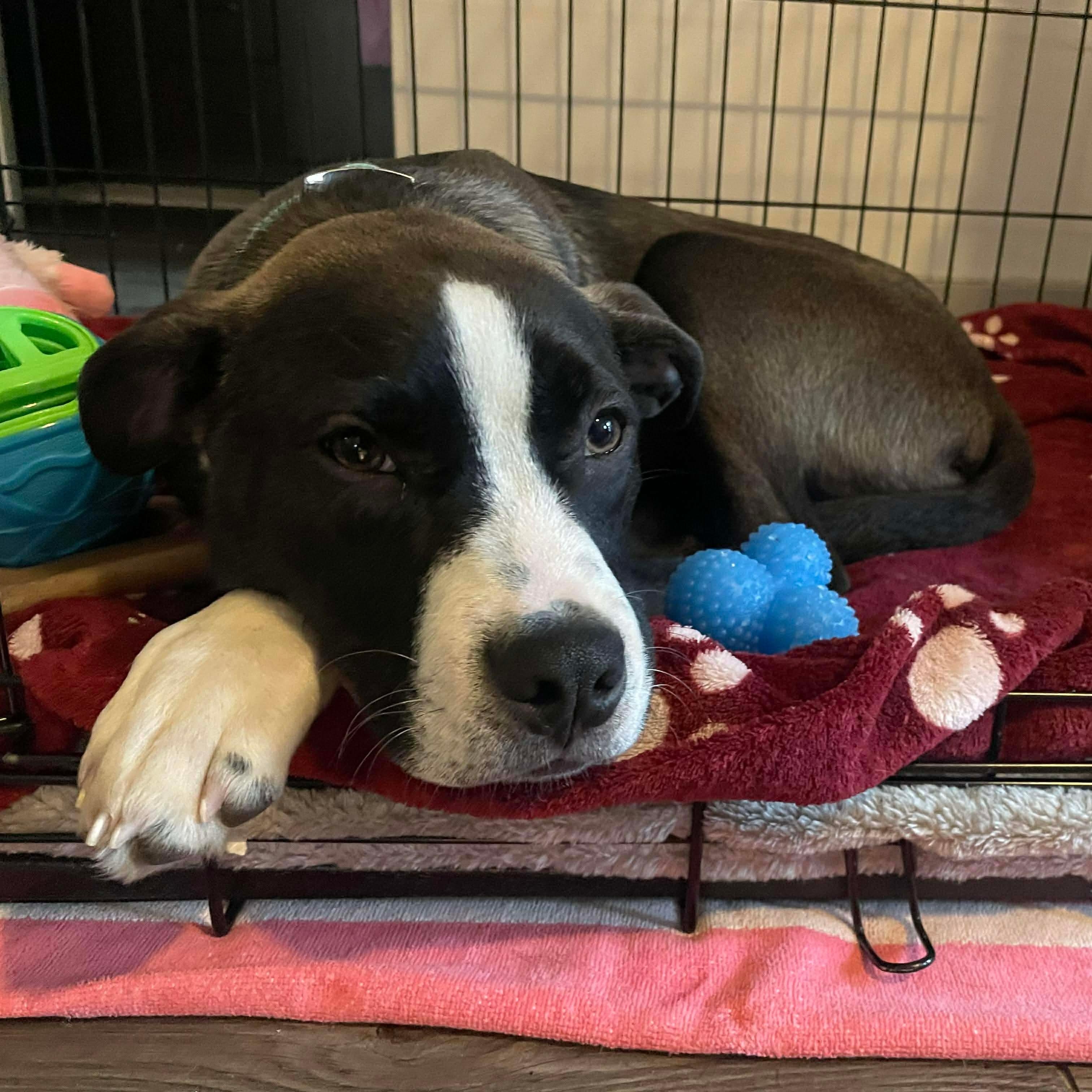 Enlarge Sully, a ADOPTABLE mixed breed in Wando, SC image 6/6