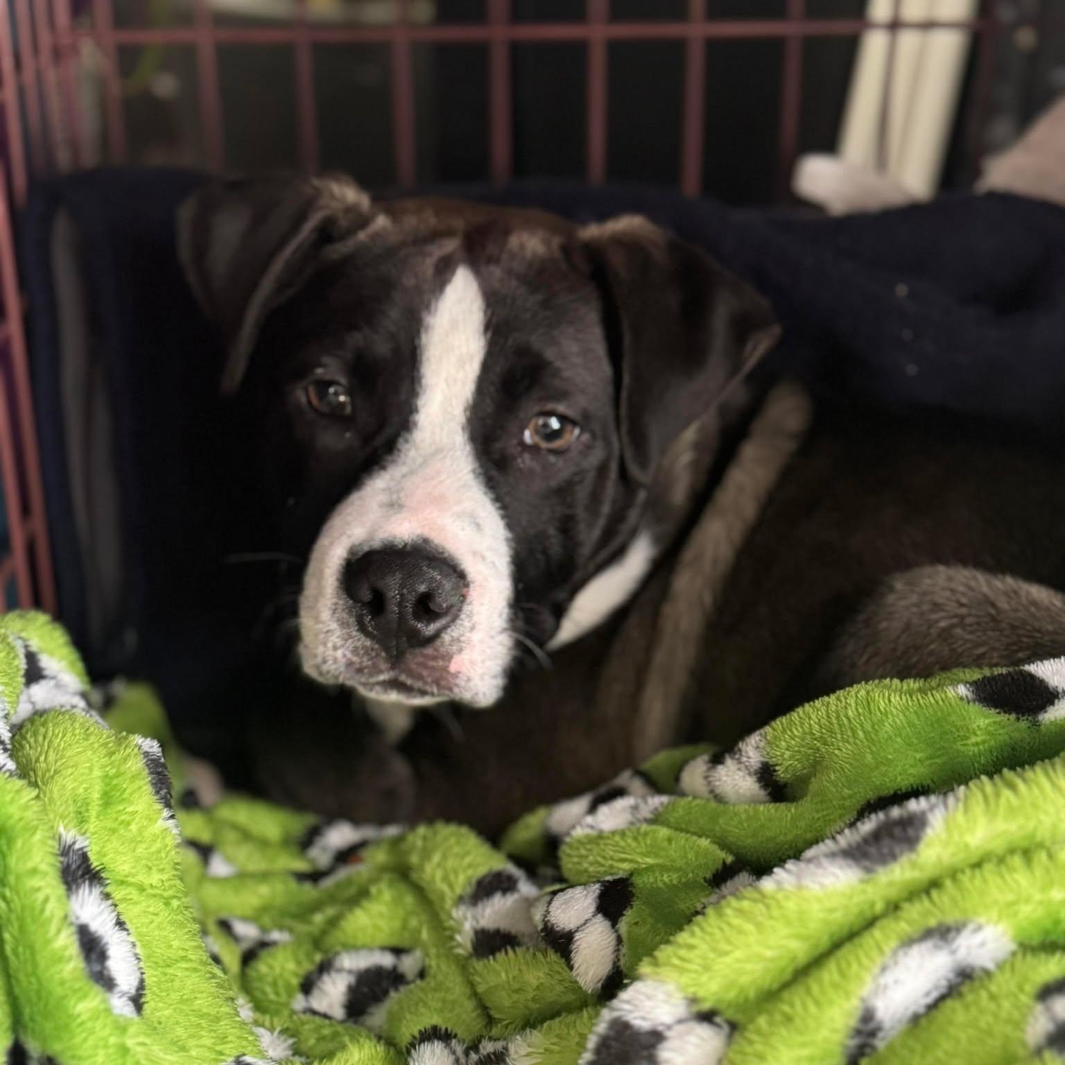 Enlarge Sully, a ADOPTABLE mixed breed in Wando, SC image 2/6