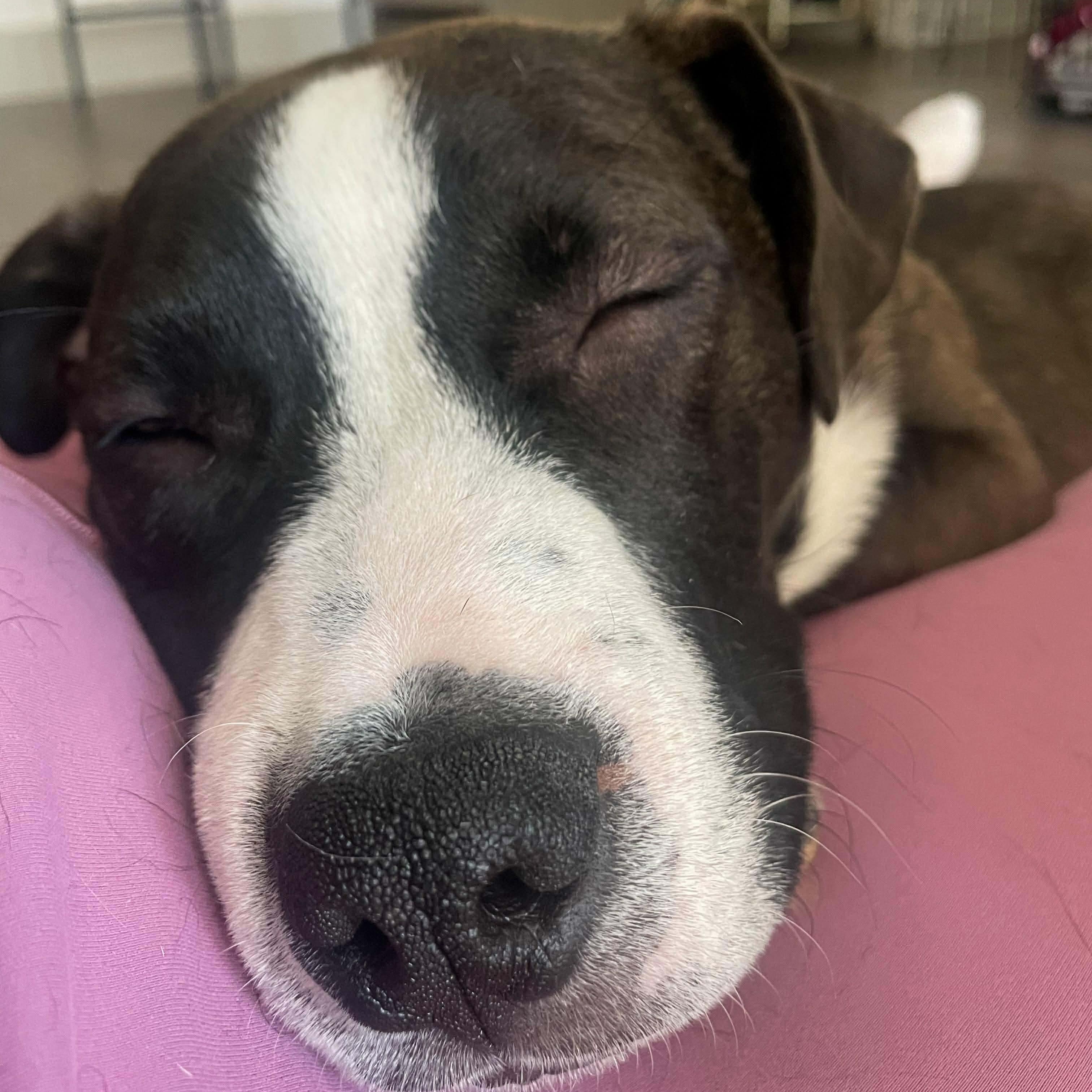 Enlarge Sully, a ADOPTABLE mixed breed in Wando, SC image 5/6