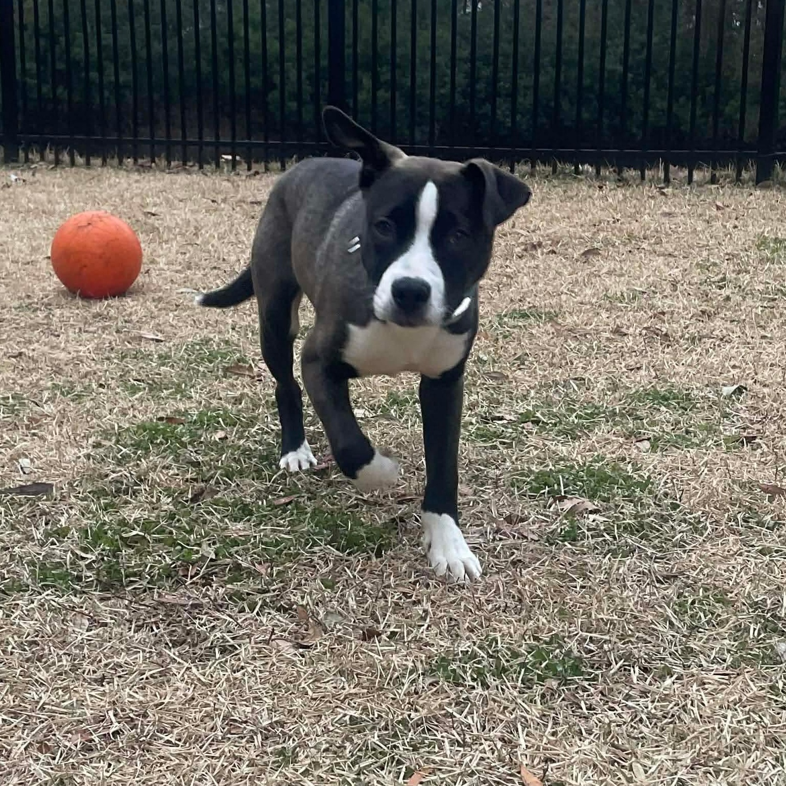 Sully, ADOPTABLE, Puppy Male Shepherd.
