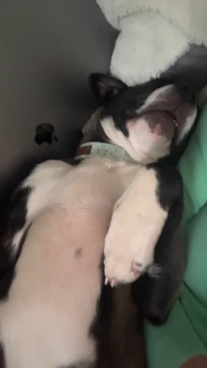 Enlarge Sully, a ADOPTABLE mixed breed in Wando, SC video 3/6