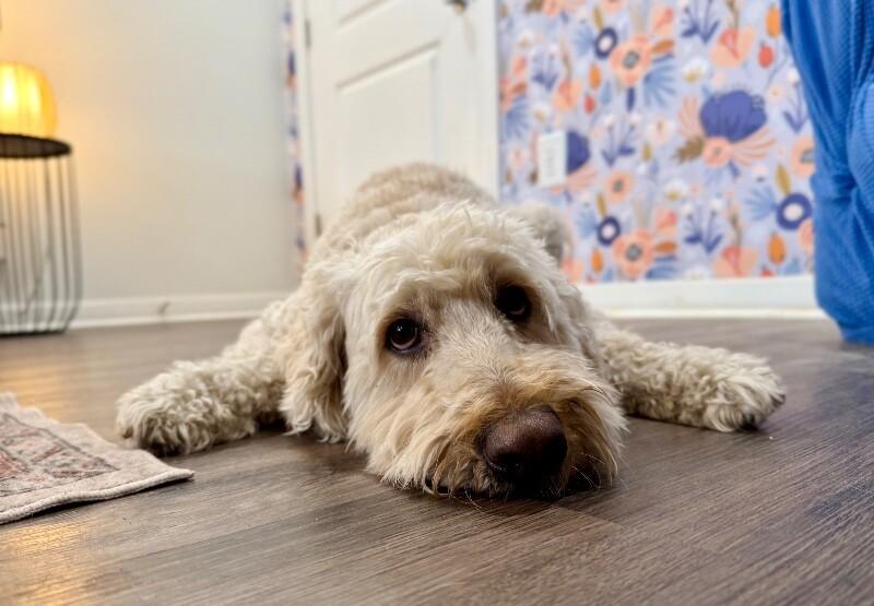 Luca Doodles The Fluffy Best Friend — thumbnail 2