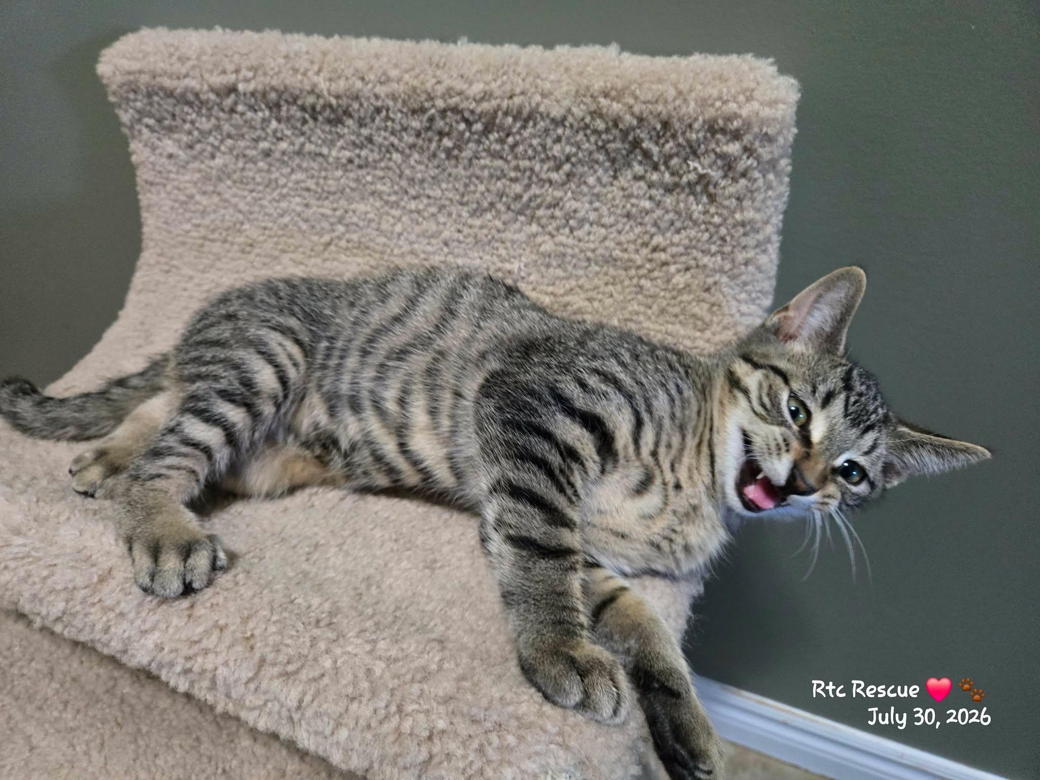 Enlarge Hansel, a Adopted Domestic Short Hair in Shakespeare, ON image 1/6