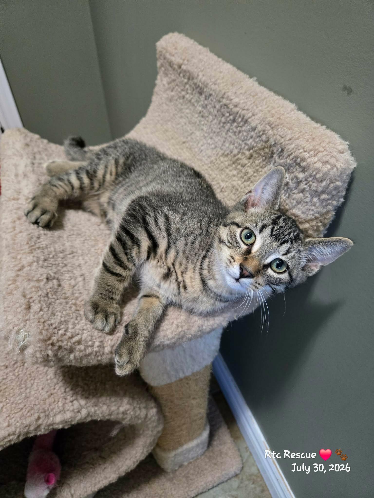Enlarge Hansel, a Adopted Domestic Short Hair in Shakespeare, ON image 3/6