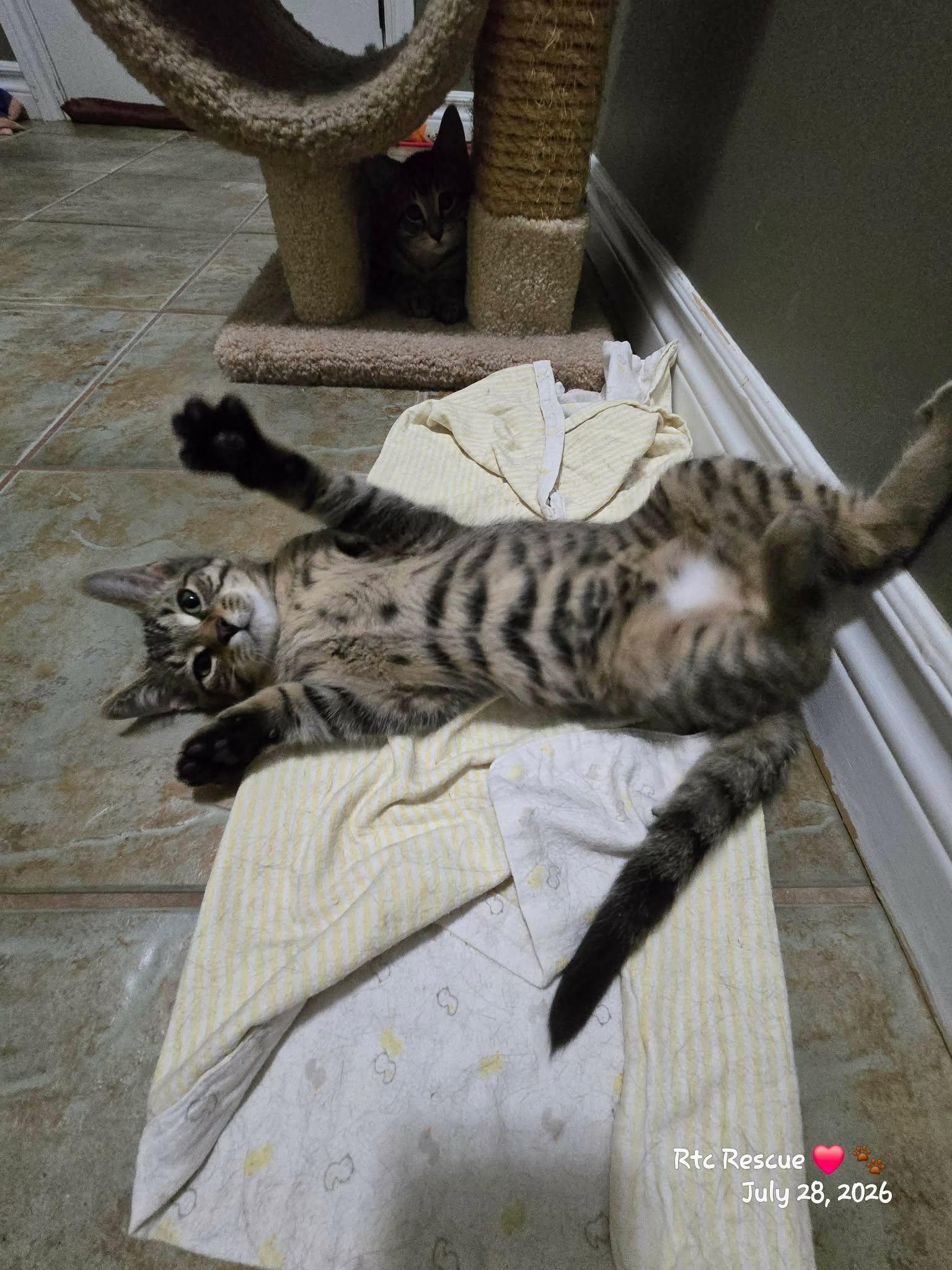 Enlarge Hansel, a Adopted Domestic Short Hair in Shakespeare, ON image 2/6