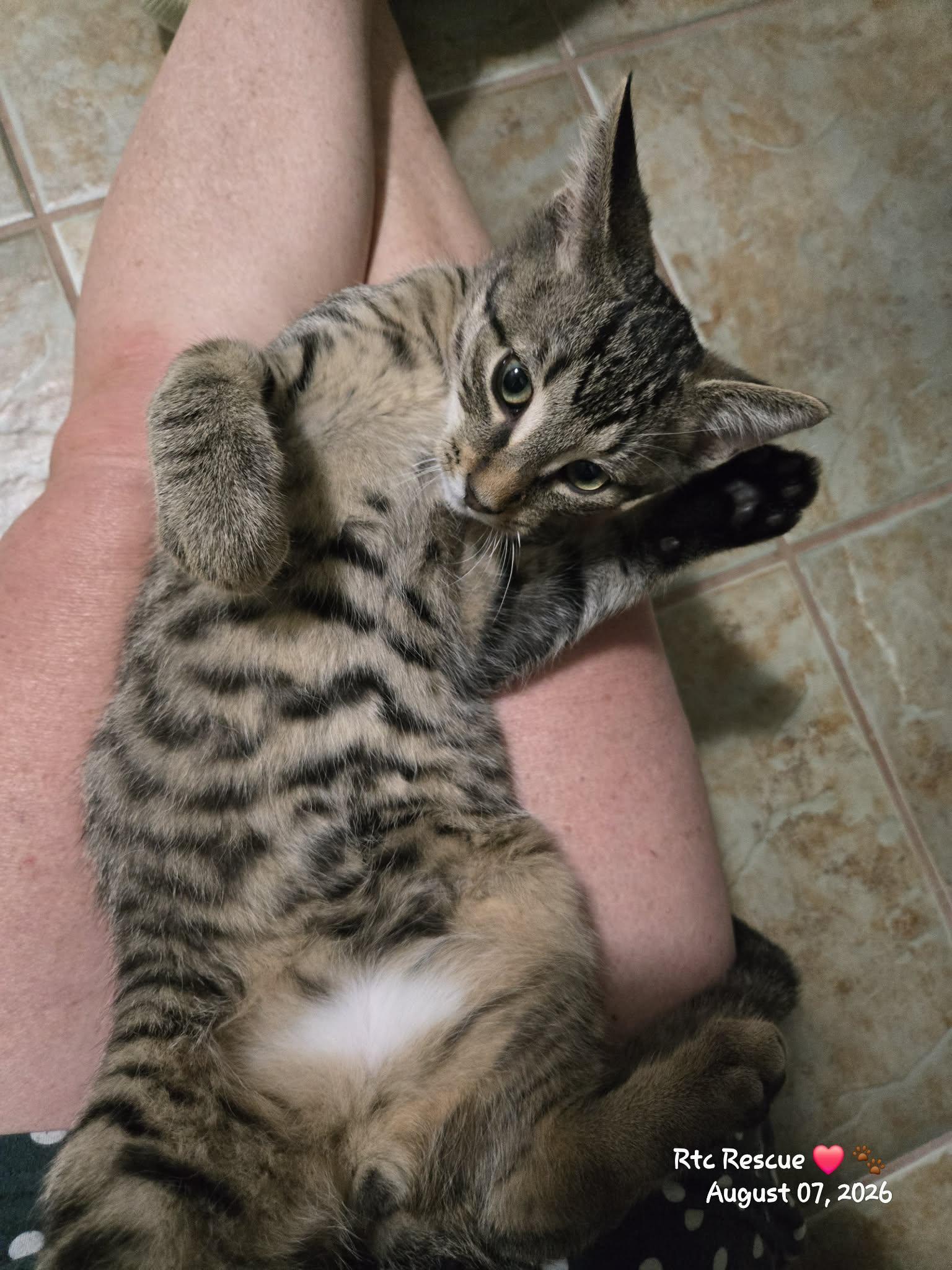 Enlarge Hansel, a Adopted Domestic Short Hair in Shakespeare, ON image 5/6