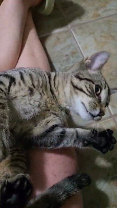 Enlarge Hansel, a Adopted Domestic Short Hair in Shakespeare, ON video 4/6