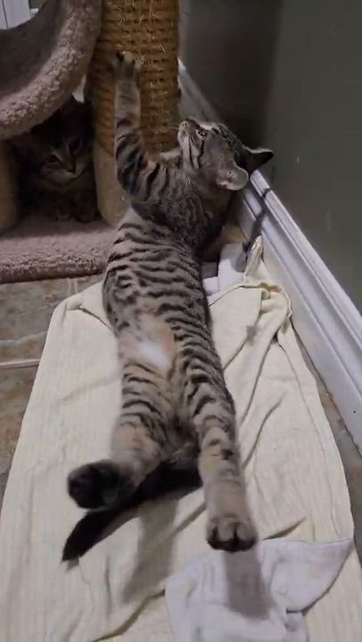 Enlarge Hansel, a Adopted Domestic Short Hair in Shakespeare, ON video 6/6