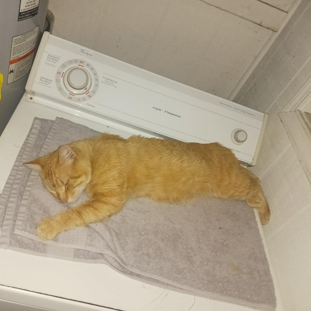 Mr.Todd, a Adoptable Domestic Medium Hair in Pasadena , MD image 1/2