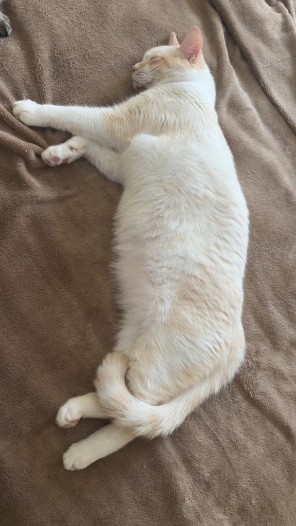 Snowball, Adoptable, Young Male Siamese.