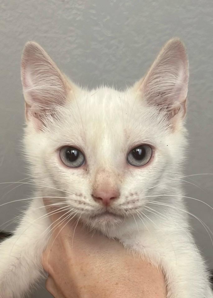 Snowball, a Adoptable mixed breed in New Braunfels, TX image 2/3