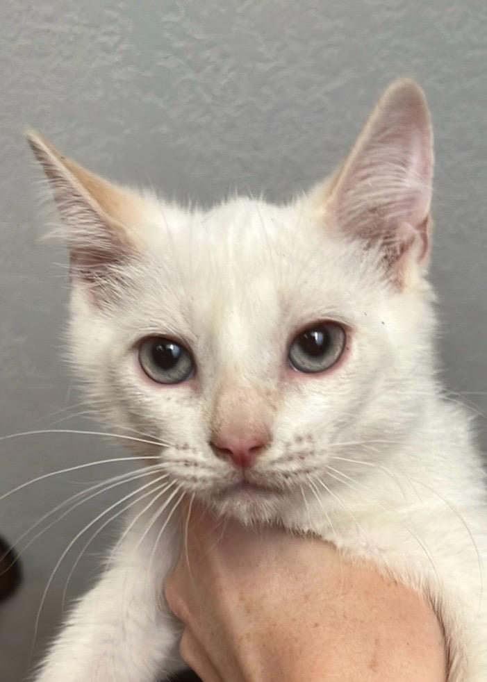 Snowball, a Adoptable mixed breed in New Braunfels, TX image 3/3