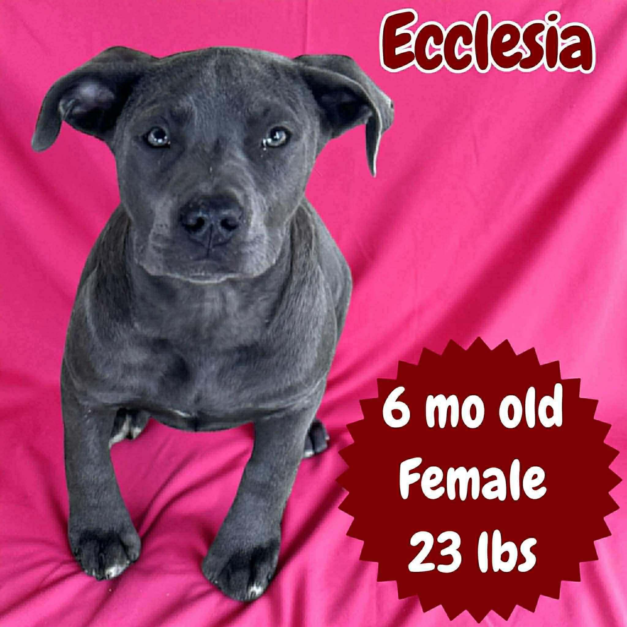 Ecclesia, ADOPTABLE, Young Female Pit Bull Terrier & Labrador Retriever.