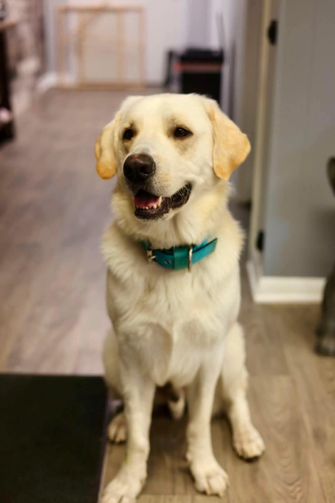 Yeller, Adoptable, Young Male Labrador Retriever & Great Pyrenees.