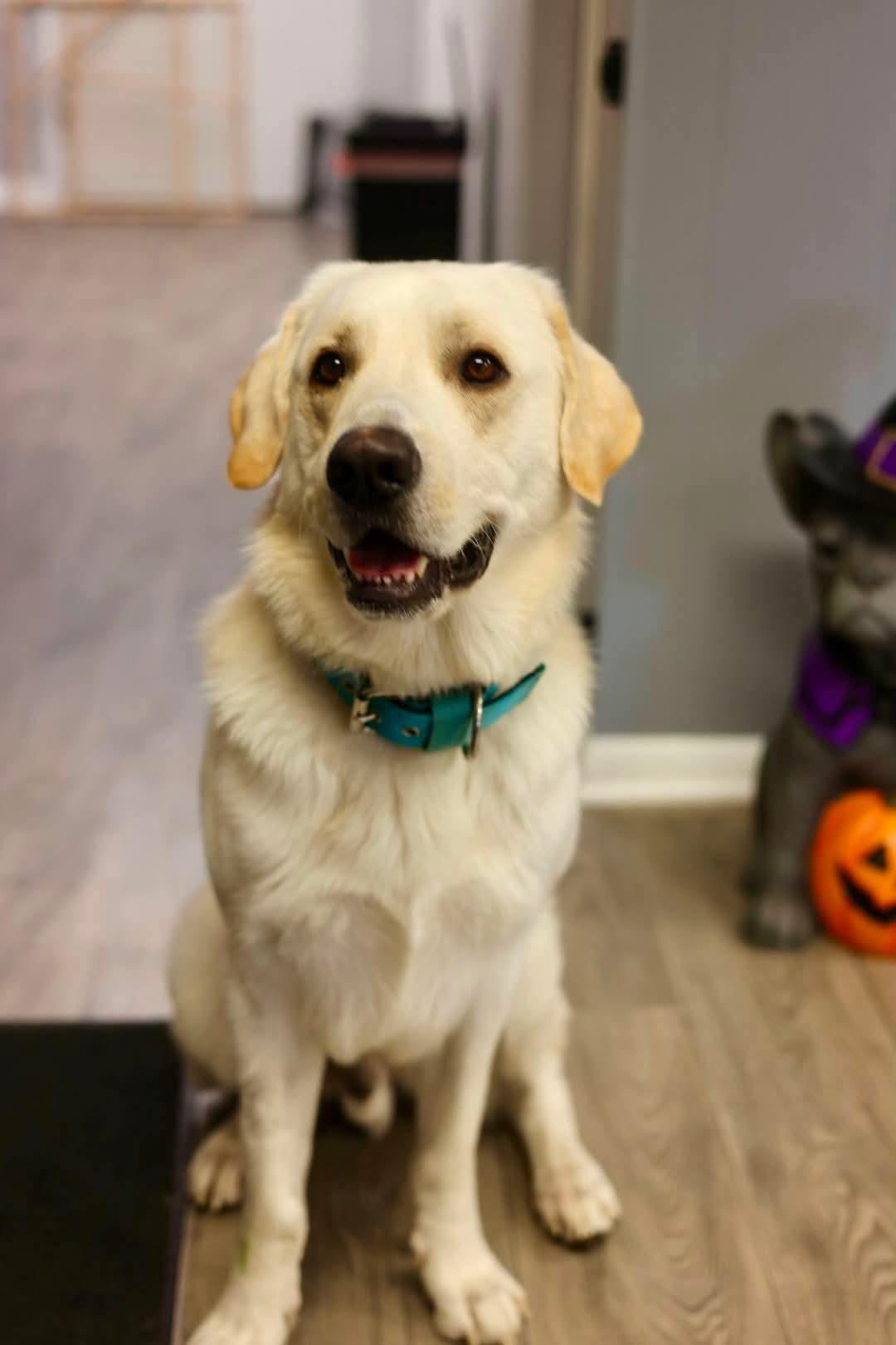Enlarge Yeller, a Adoptable mixed breed in Duluth, MN image 2/2