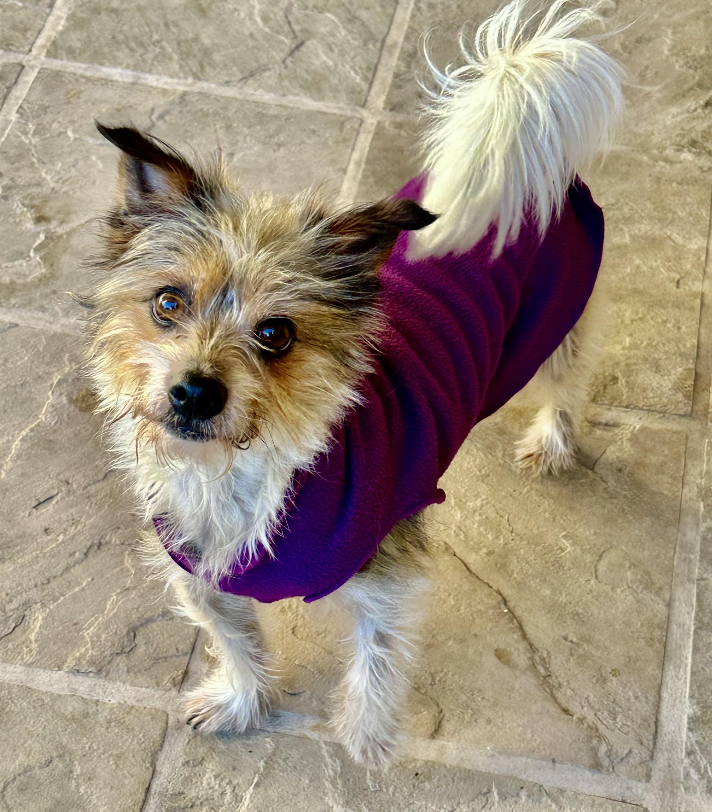 Enlarge Louie, a ADOPTABLE mixed breed in Fremont, CA image 2/4