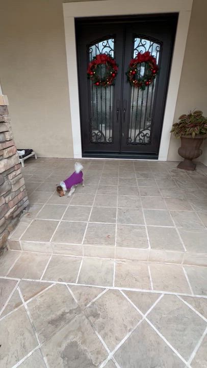 Enlarge Louie, a ADOPTABLE mixed breed in Fremont, CA video 4/4