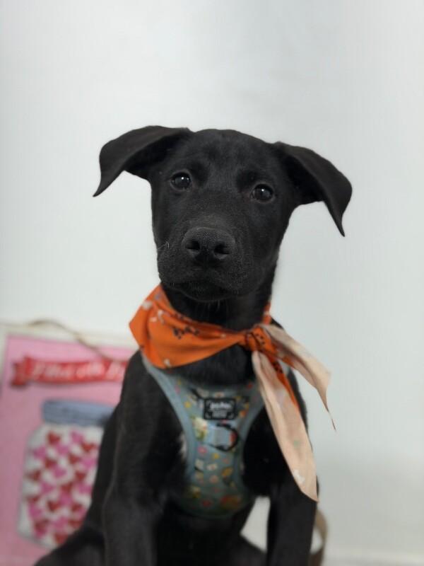 Julius-One of our Amazing Rescue Dogs, Adoptable, Puppy Male Black Labrador Retriever & Whippet.